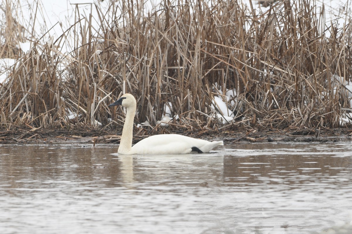 Trumpeter Swan - ML545276531