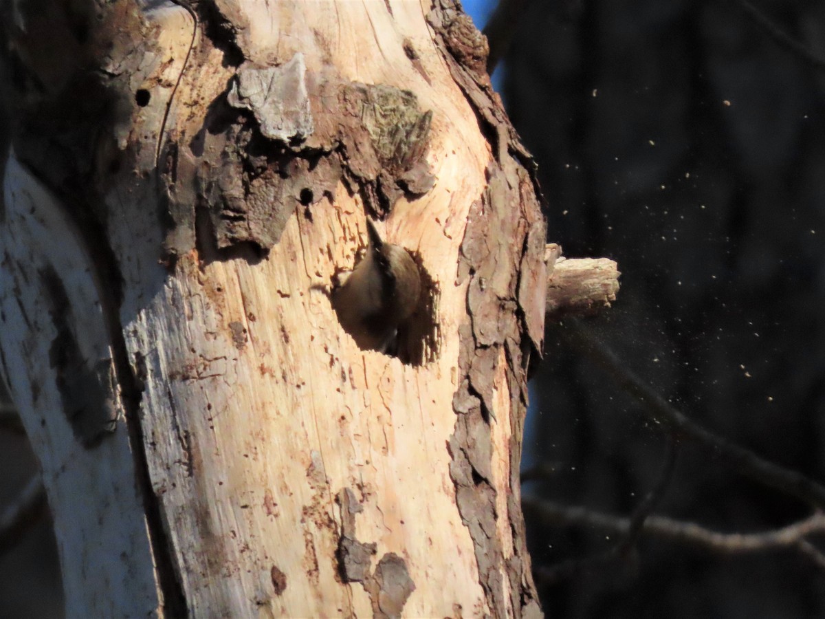 Brown-headed Nuthatch - ML545277461