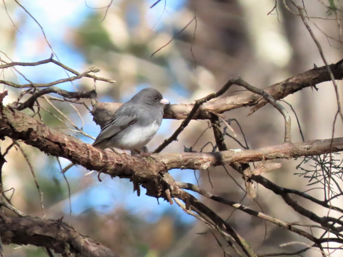 Dark-eyed Junco - ML545277961