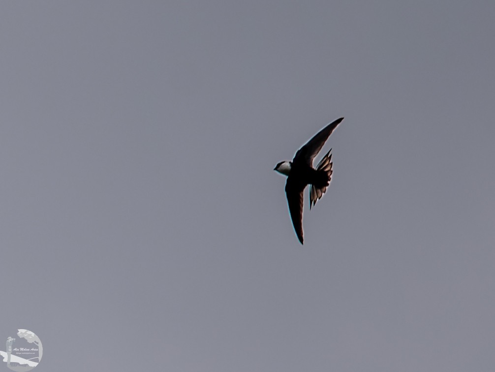 Lesser Swallow-tailed Swift - Alex Molina