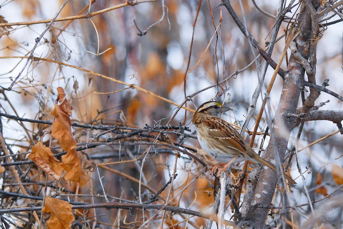White-throated Sparrow - ML545278241