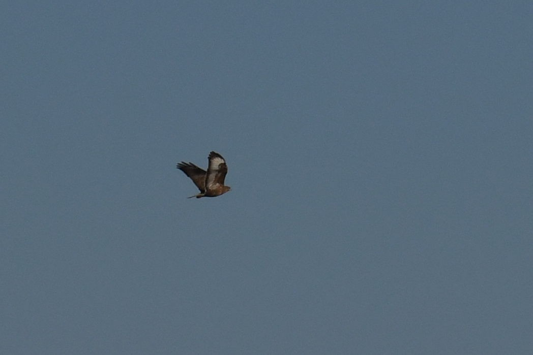 Common Buzzard - Kyle Gardiner