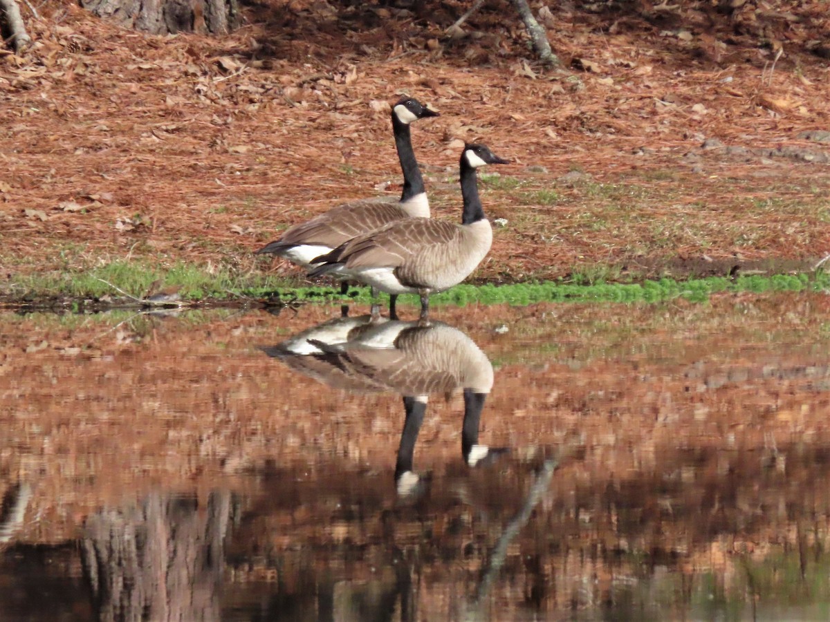 Canada Goose - ML545278671