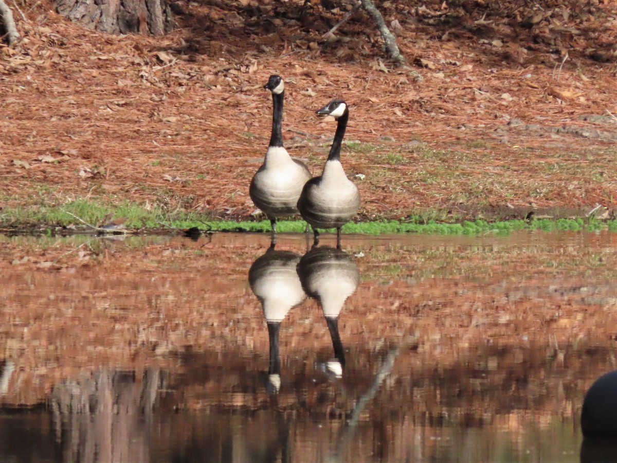 Canada Goose - ML545278681