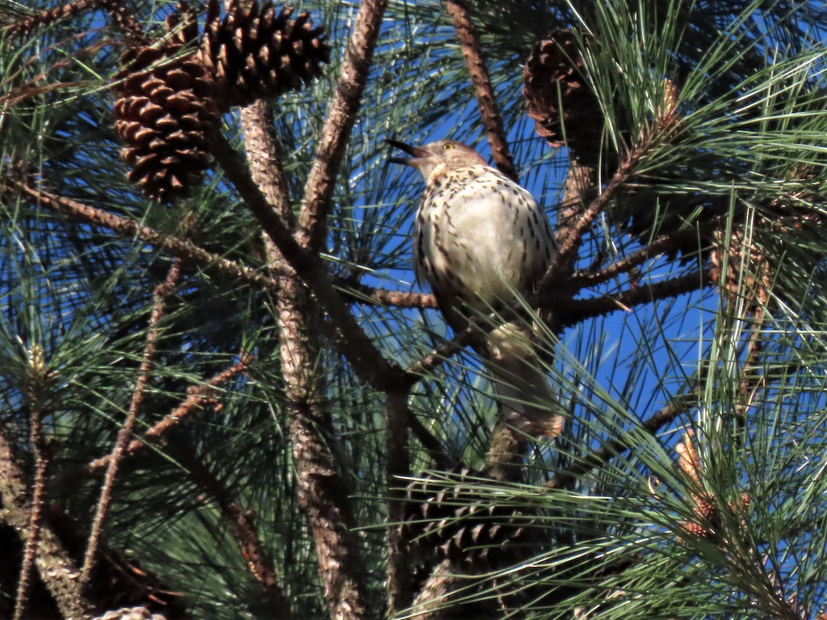 Brown Thrasher - ML545278891