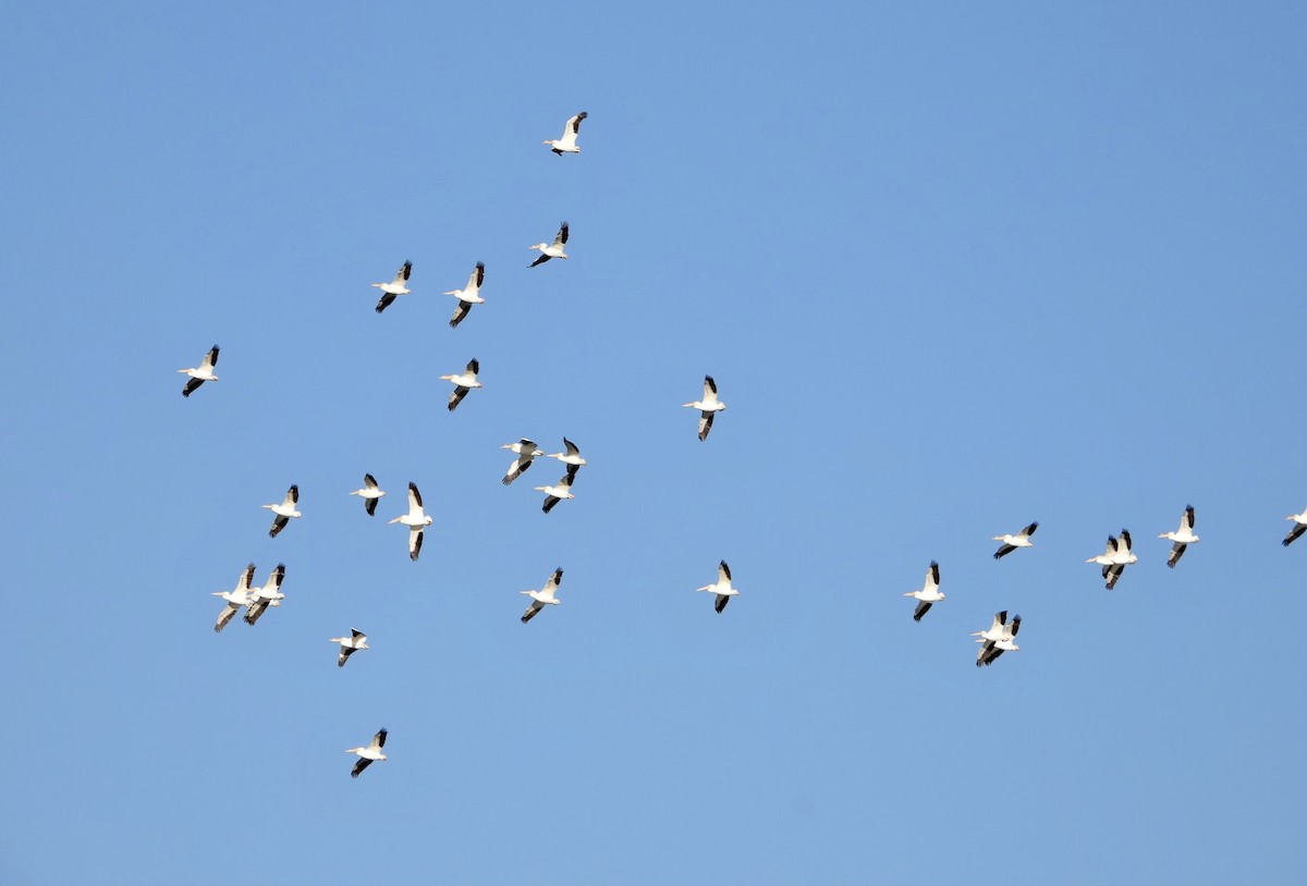 American White Pelican - ML545279111