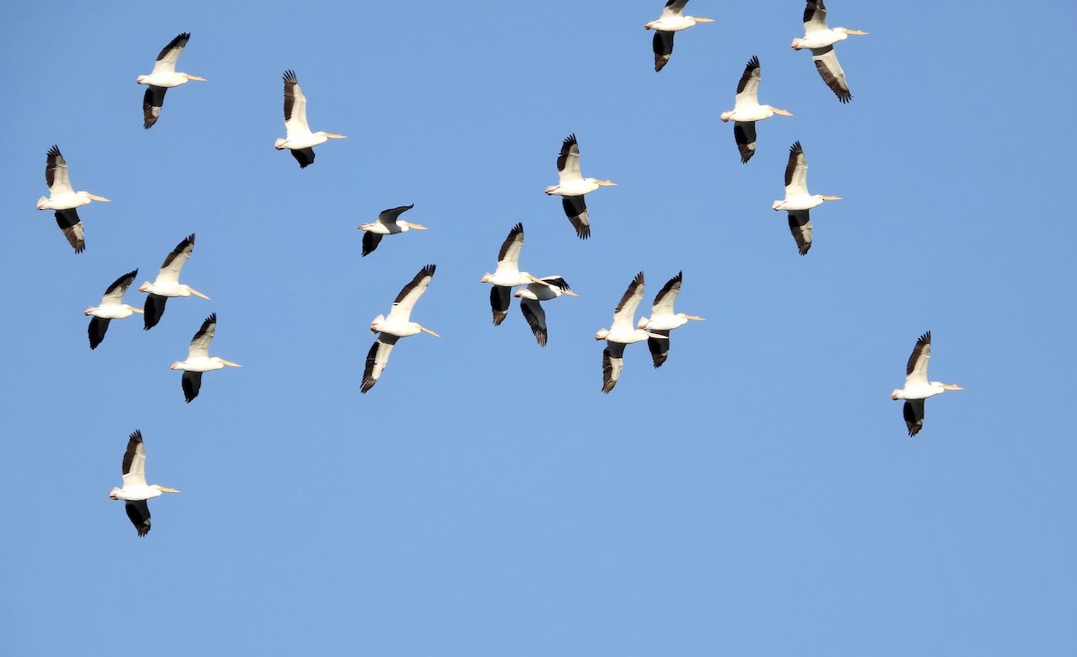 American White Pelican - ML545279121