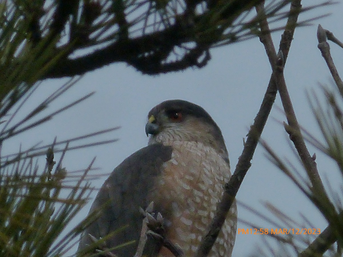 Sharp-shinned Hawk - Sam Skinner