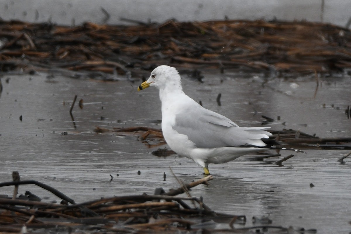 Ring-billed Gull - Barry Cull