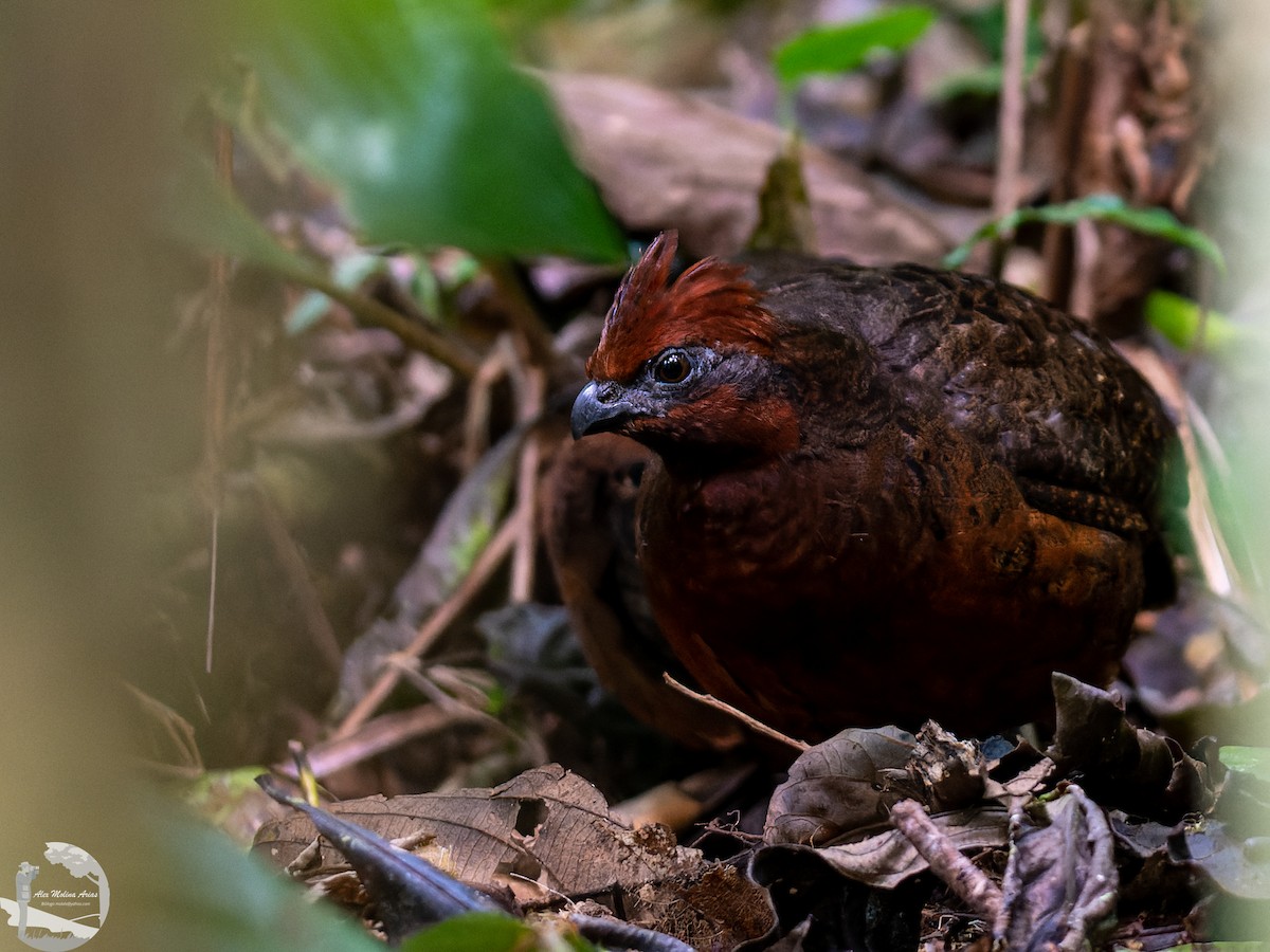 Black-eared Wood-Quail - ML545279371