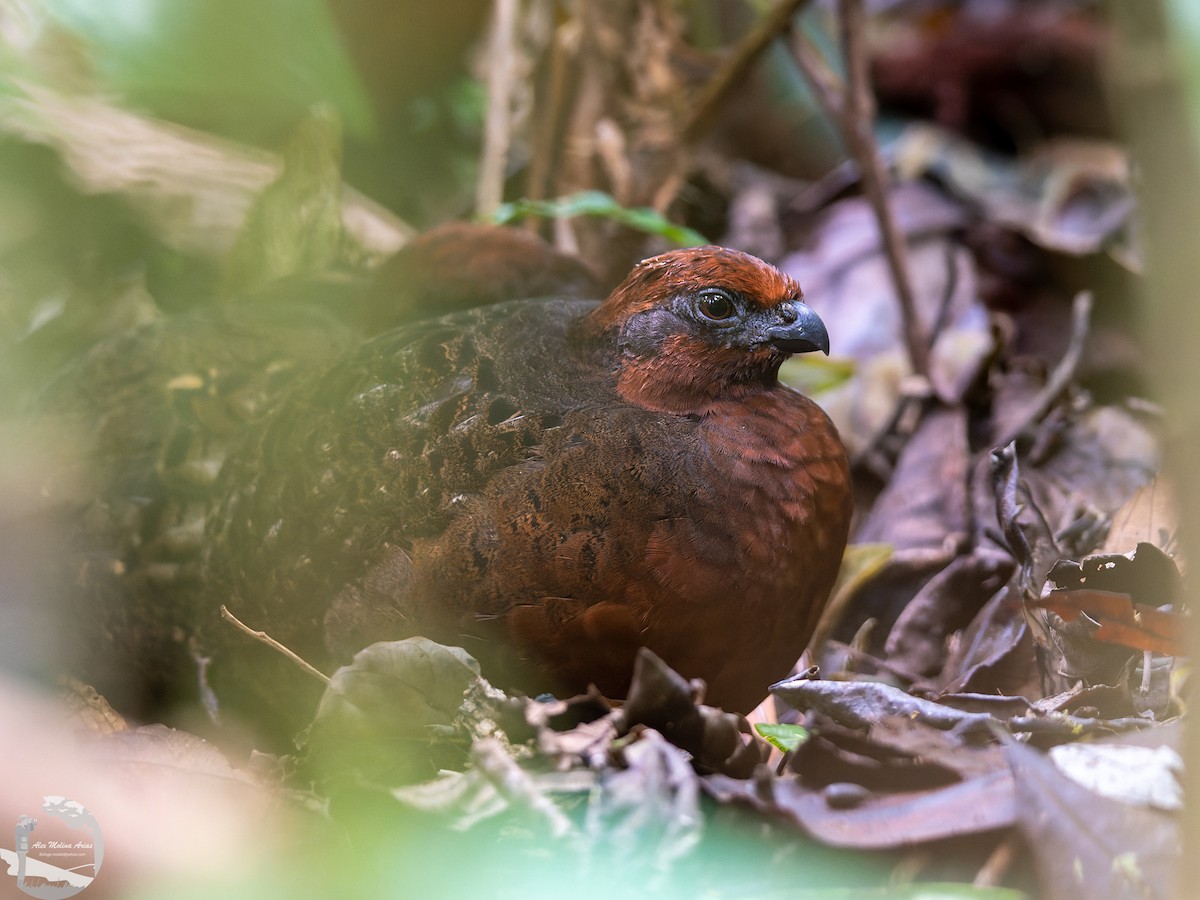 Black-eared Wood-Quail - ML545279381