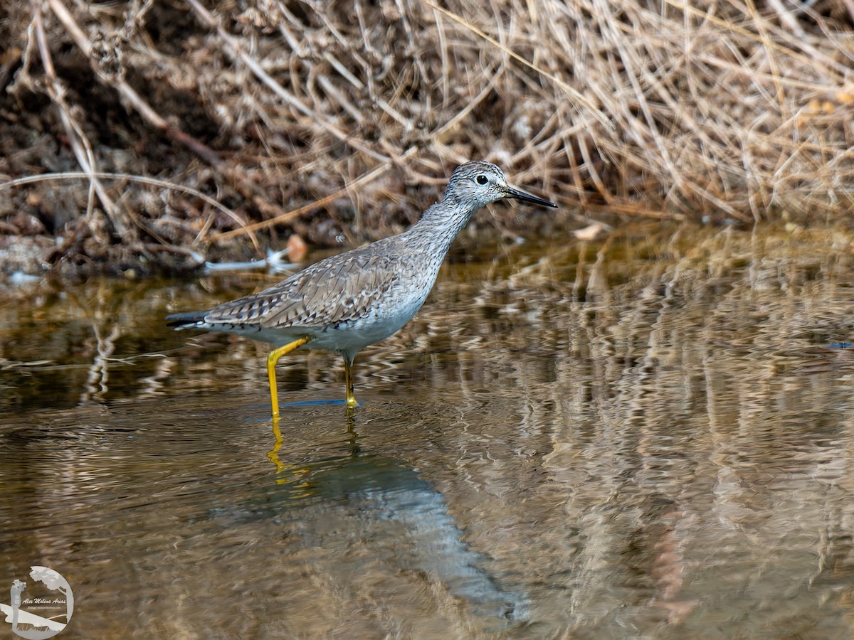 Lesser Yellowlegs - ML545280251