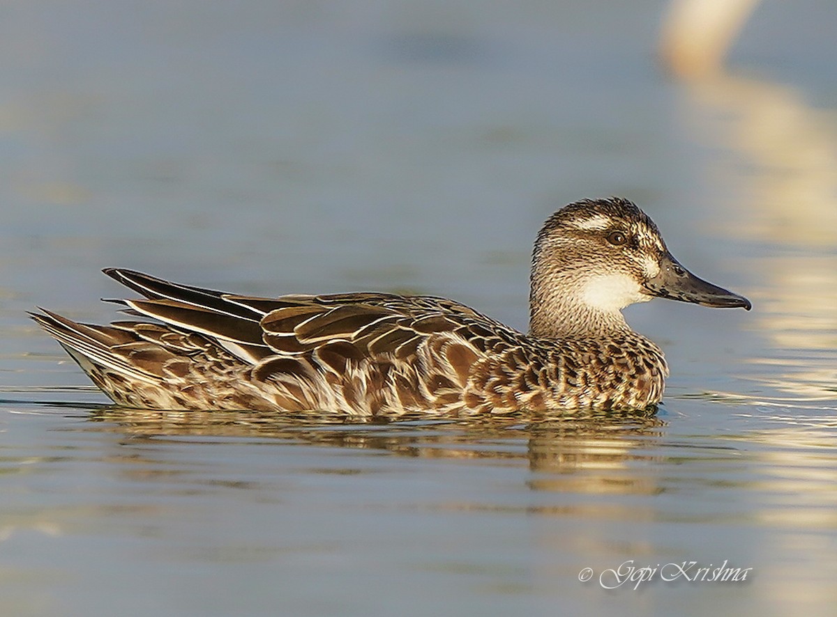 Garganey - ML545281101