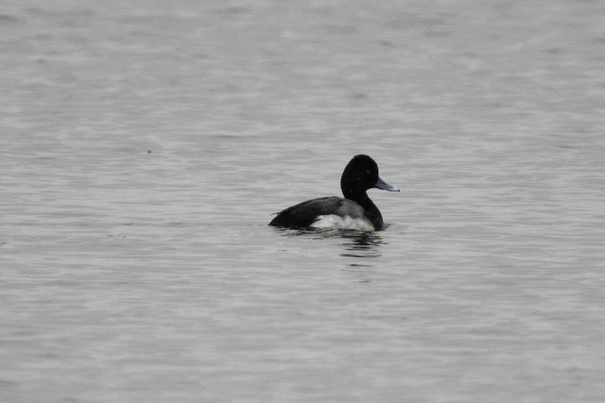 Lesser Scaup - Barry Cull
