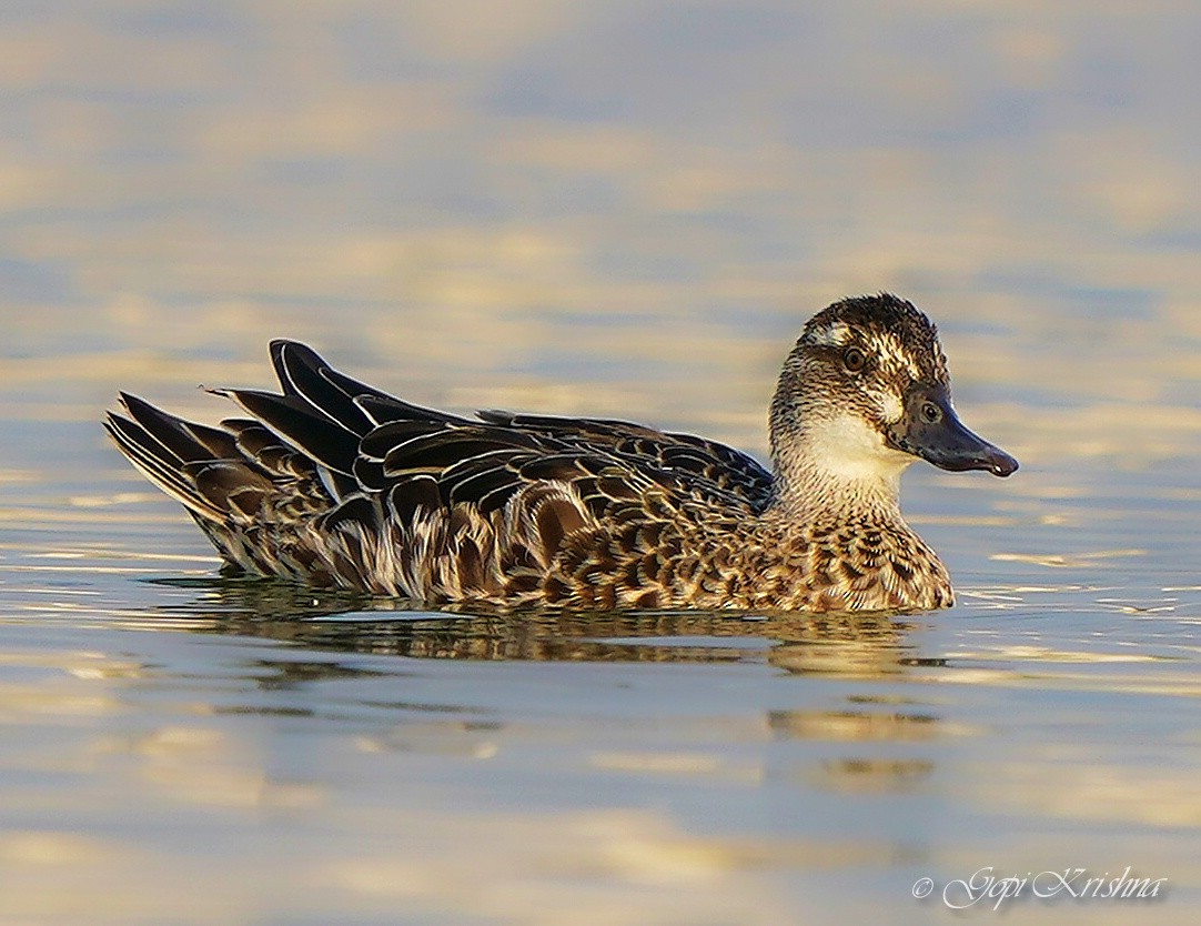 Garganey - ML545281221