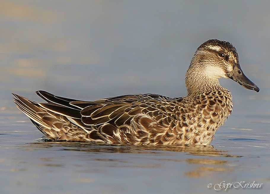 Garganey - ML545281241