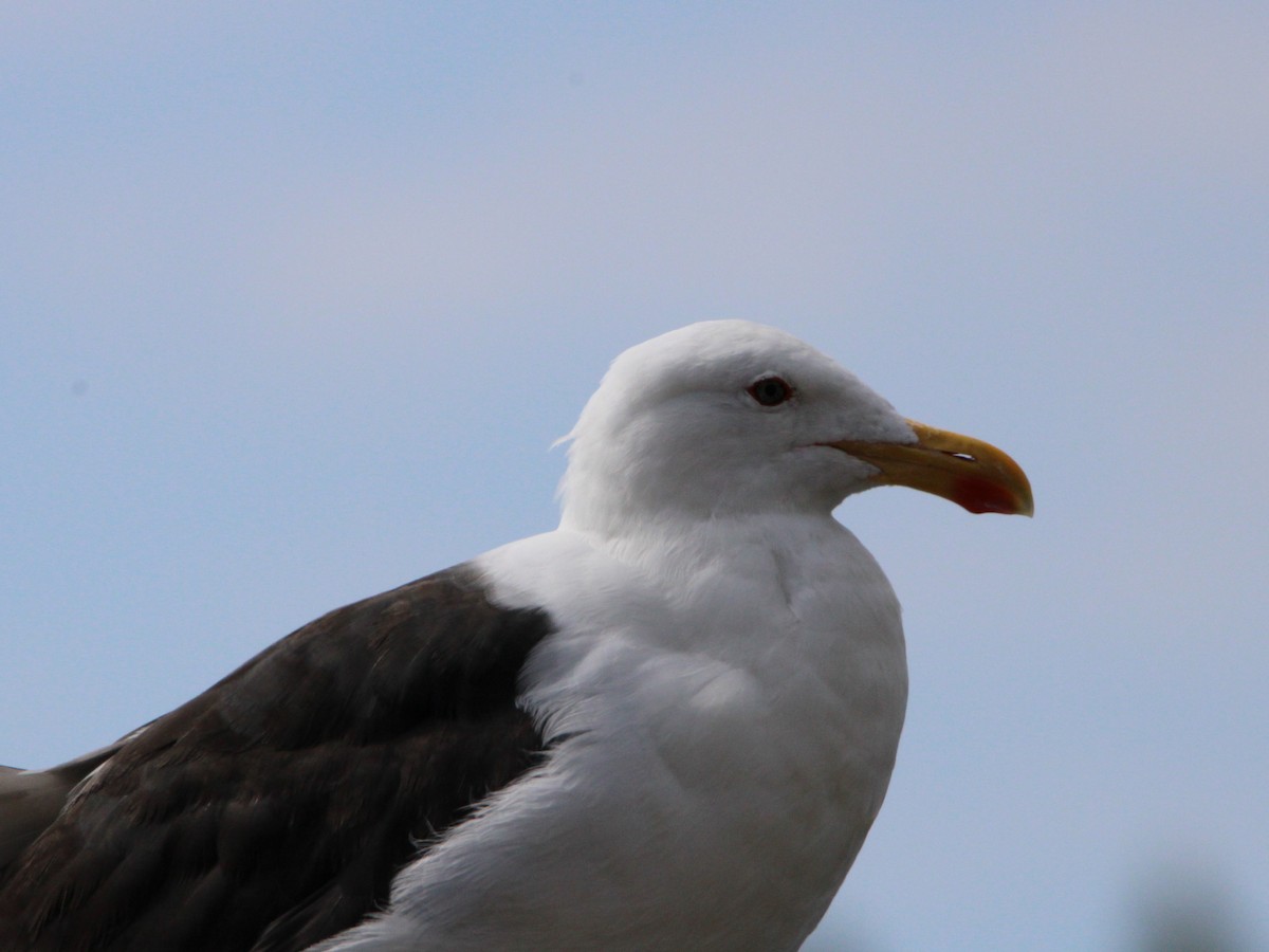Kelp Gull - Javiera Osorio Villarroel