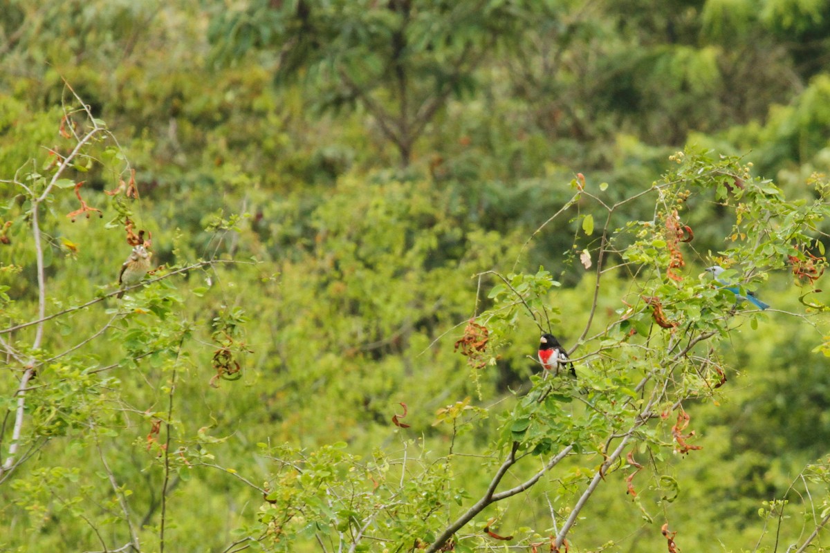 Rose-breasted Grosbeak - ML545281461