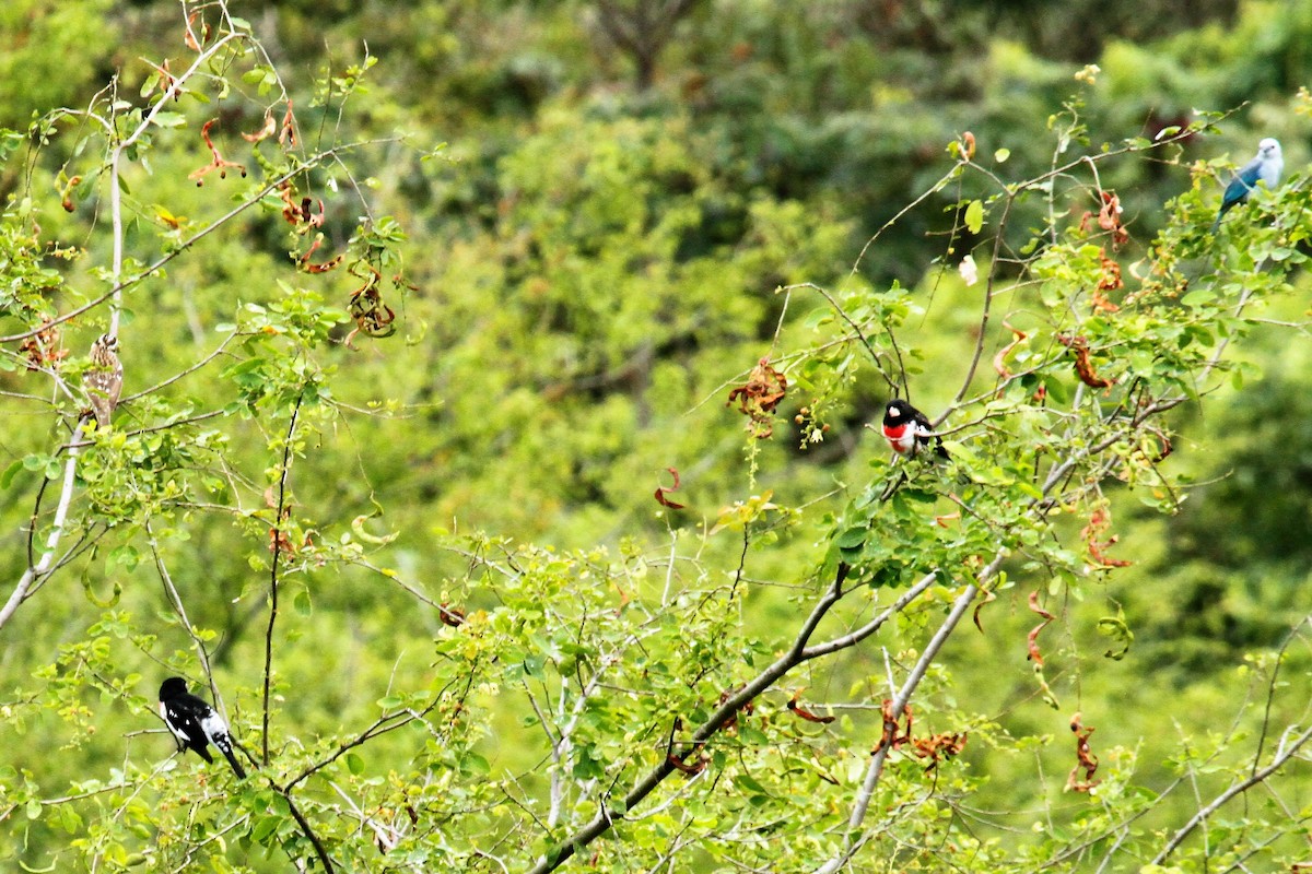 Rose-breasted Grosbeak - ML545281471