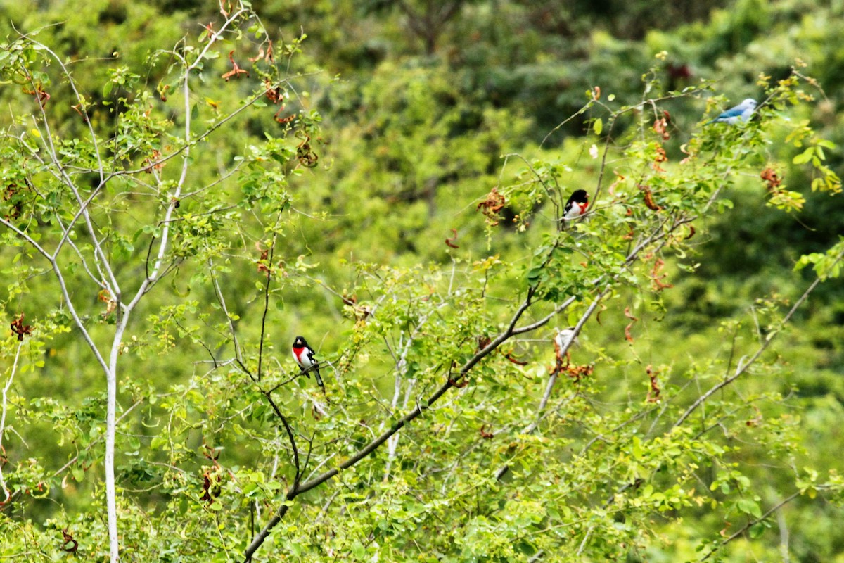 Rose-breasted Grosbeak - ML545281481