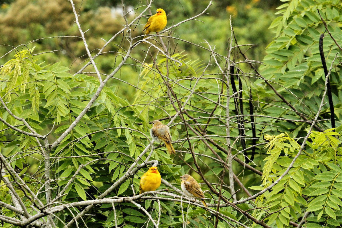Saffron Finch (Saffron) - ML545281781