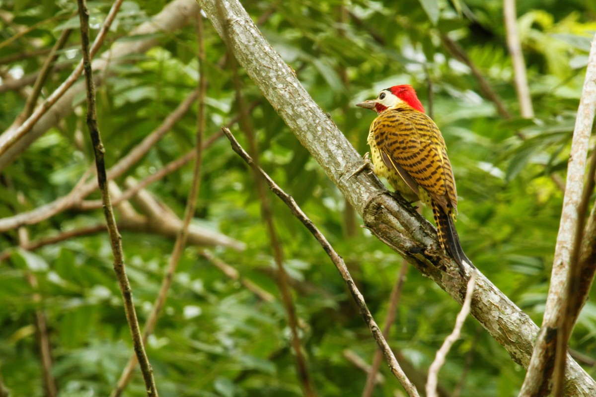 Spot-breasted Woodpecker - ML545281921