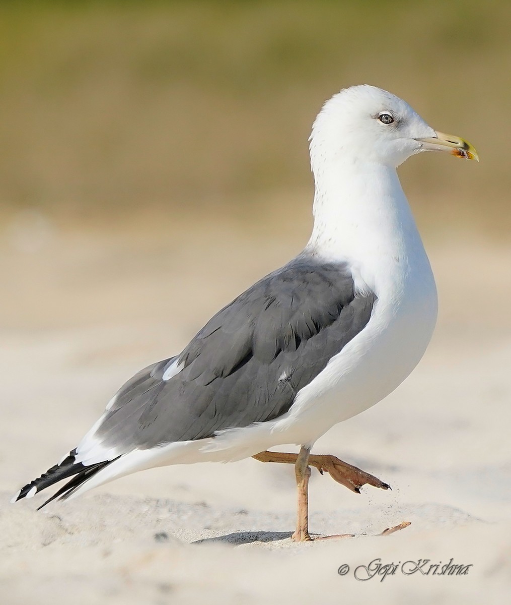 Lesser Black-backed Gull (Heuglin's) - ML545282001