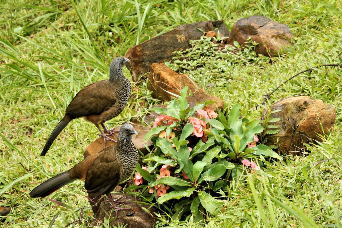 Colombian Chachalaca - ML545282151