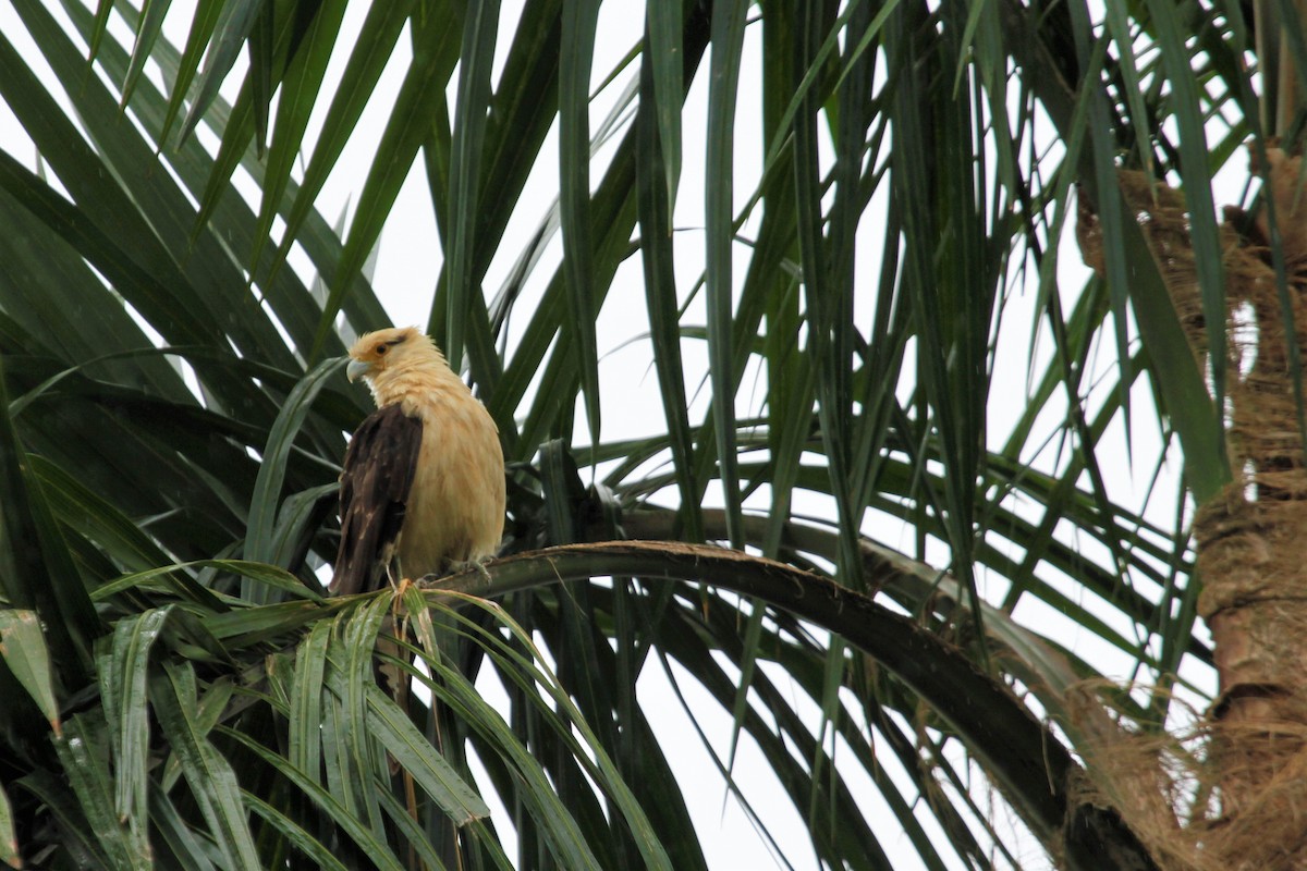 Yellow-headed Caracara - ML545282421