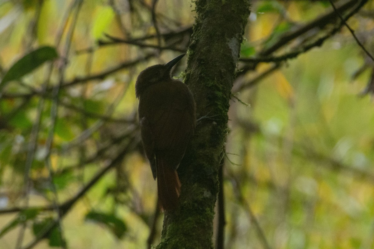 Plain-brown Woodcreeper - ML545282581