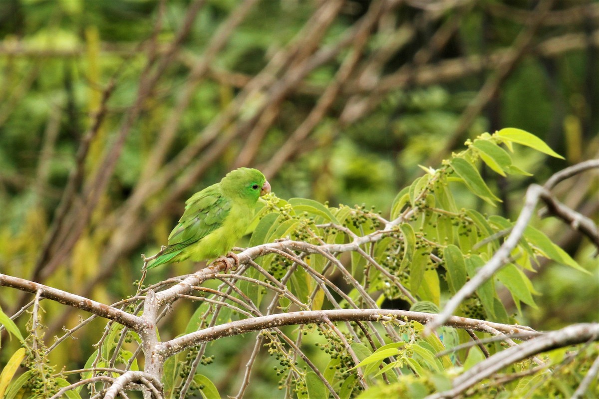 Spectacled Parrotlet - ML545282741