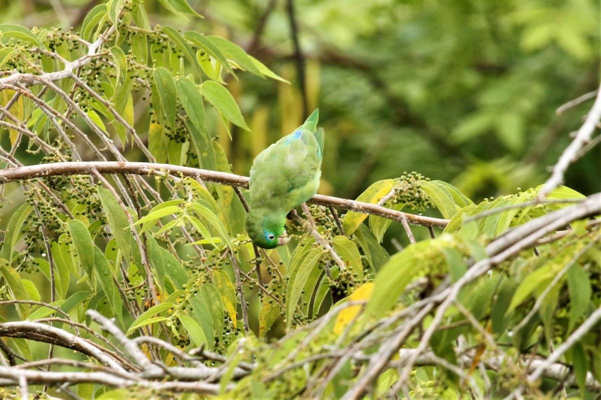 Spectacled Parrotlet - ML545282751