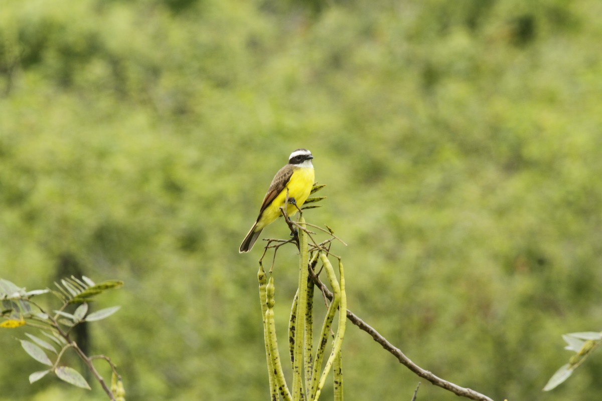 Great Kiskadee - ML545282971
