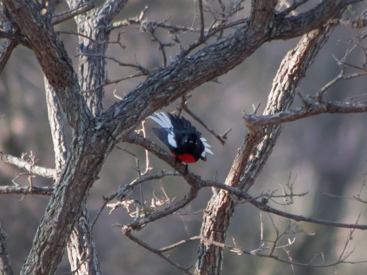 Painted Redstart - ML545283001