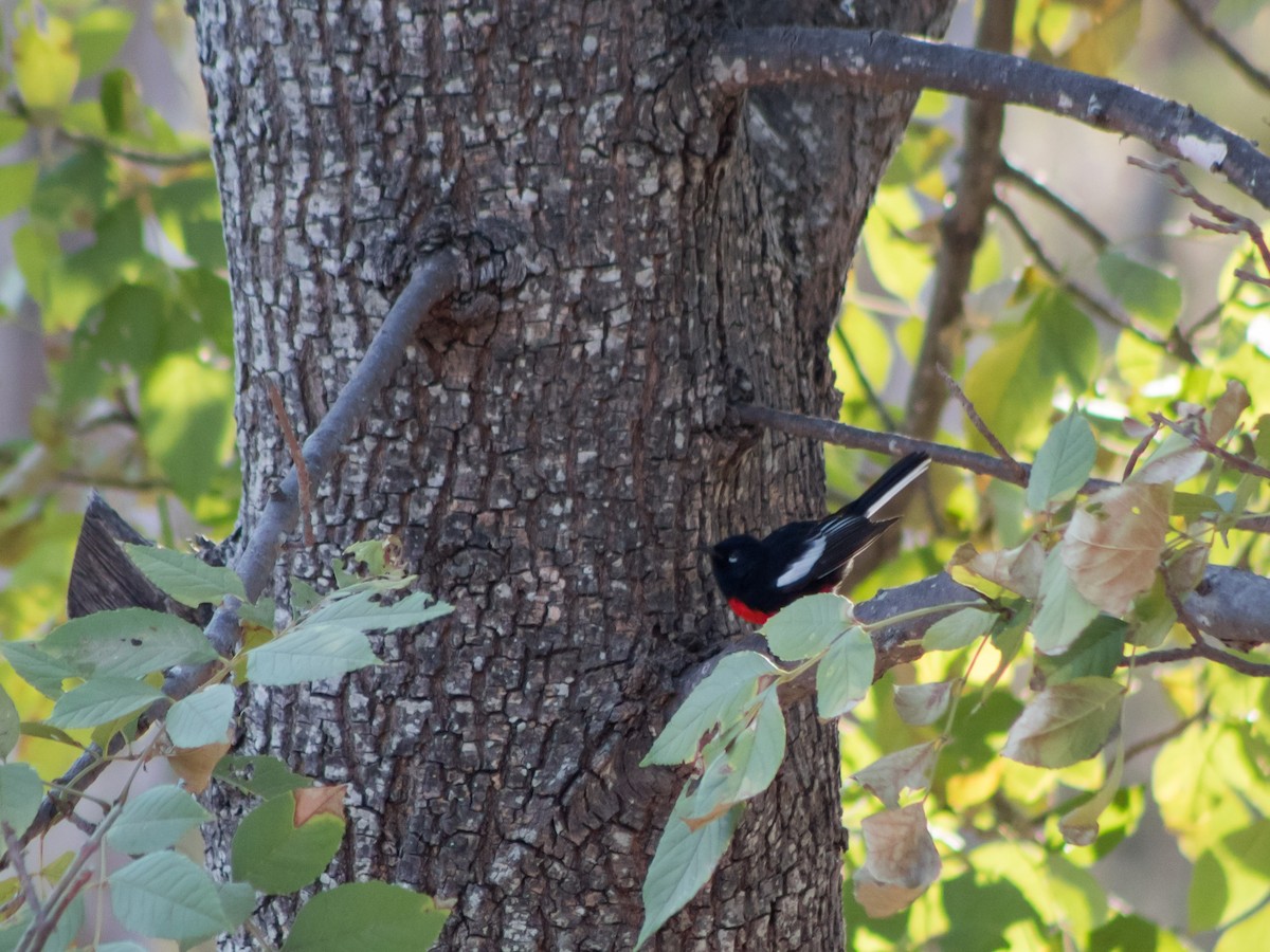 Painted Redstart - ML545283031