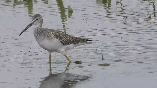 Greater Yellowlegs - ML545283101