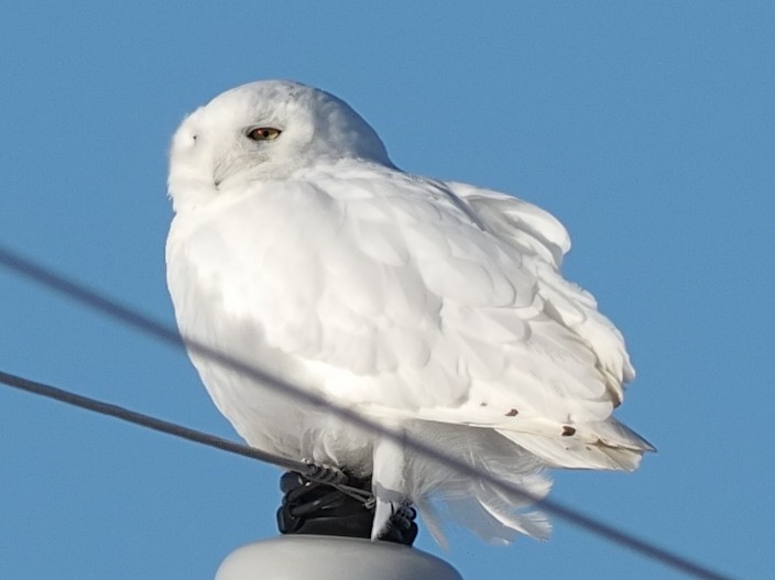 Snowy Owl - Milton Paul