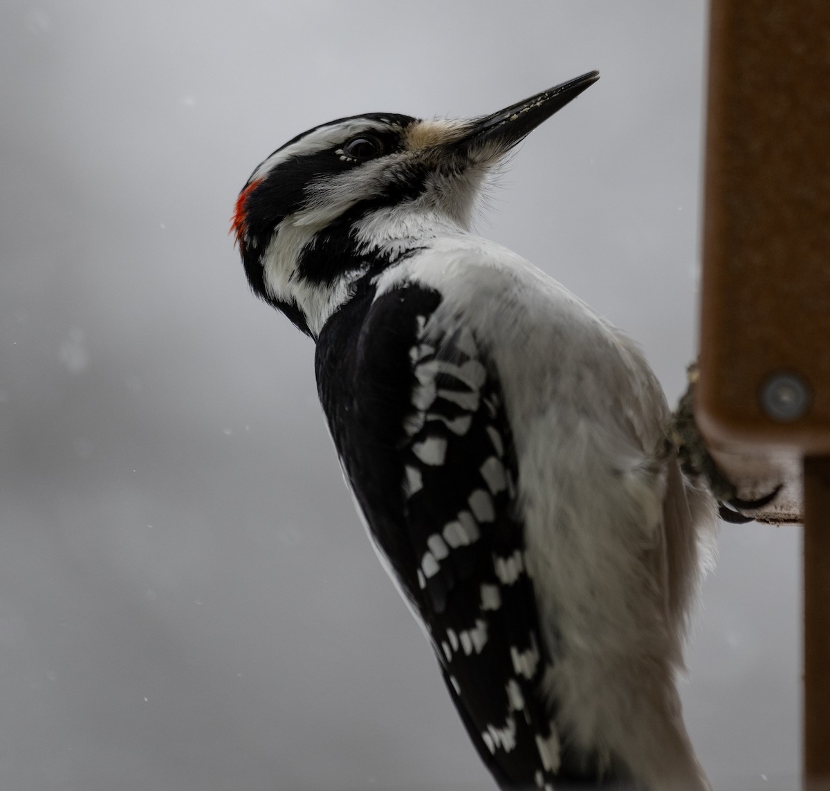 Hairy Woodpecker - Ken Milender