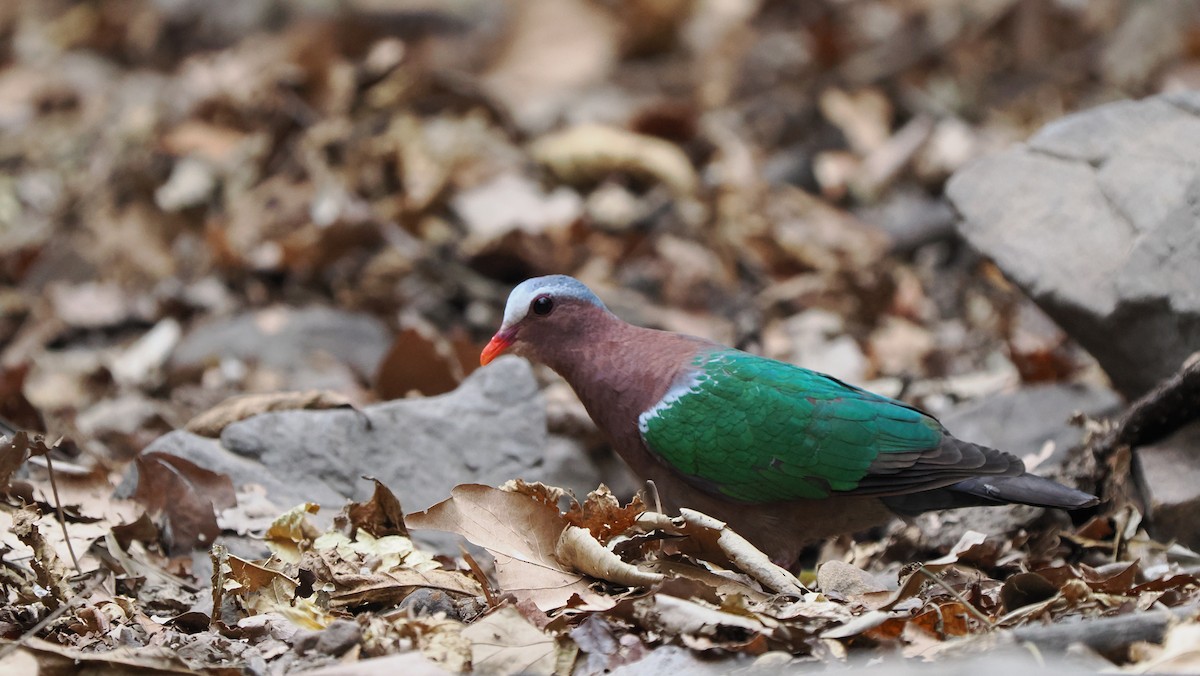 Asian Emerald Dove - ML545285481