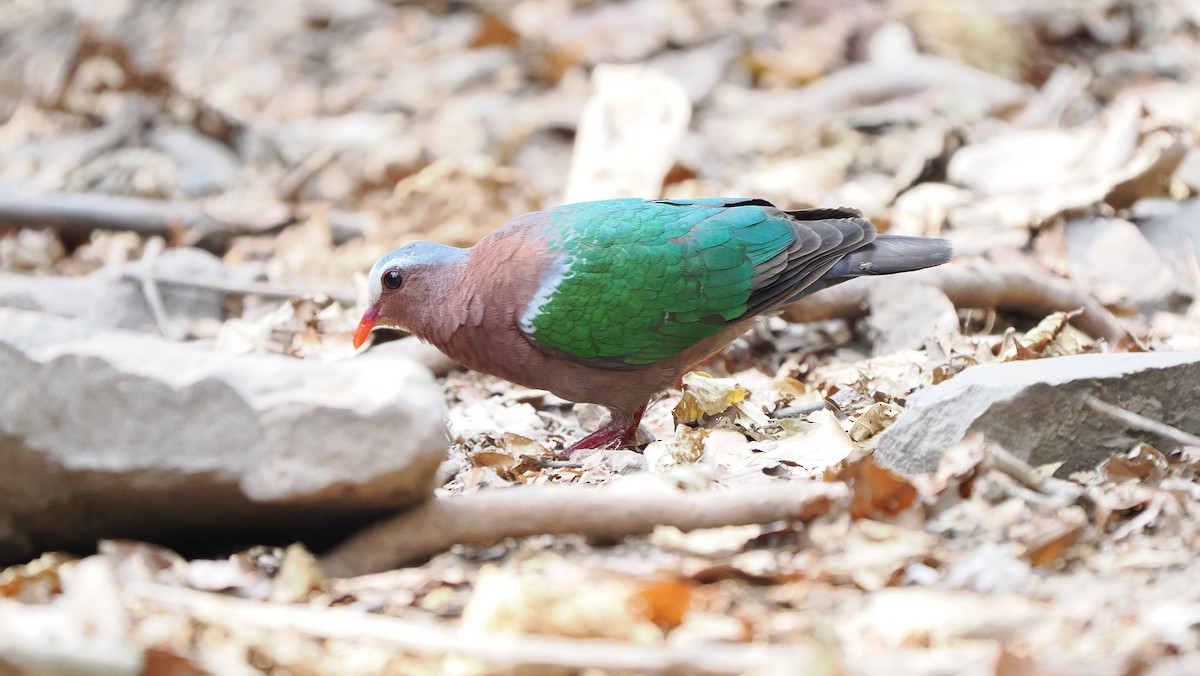 Asian Emerald Dove - ML545285511