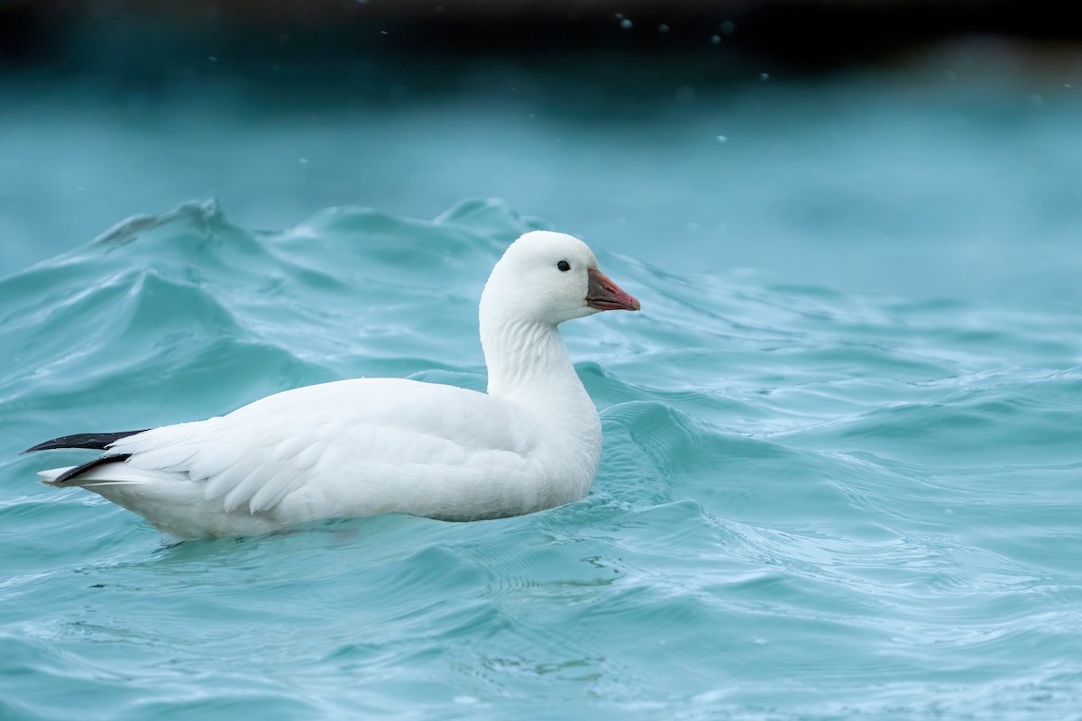 Ross's Goose - ML545286381