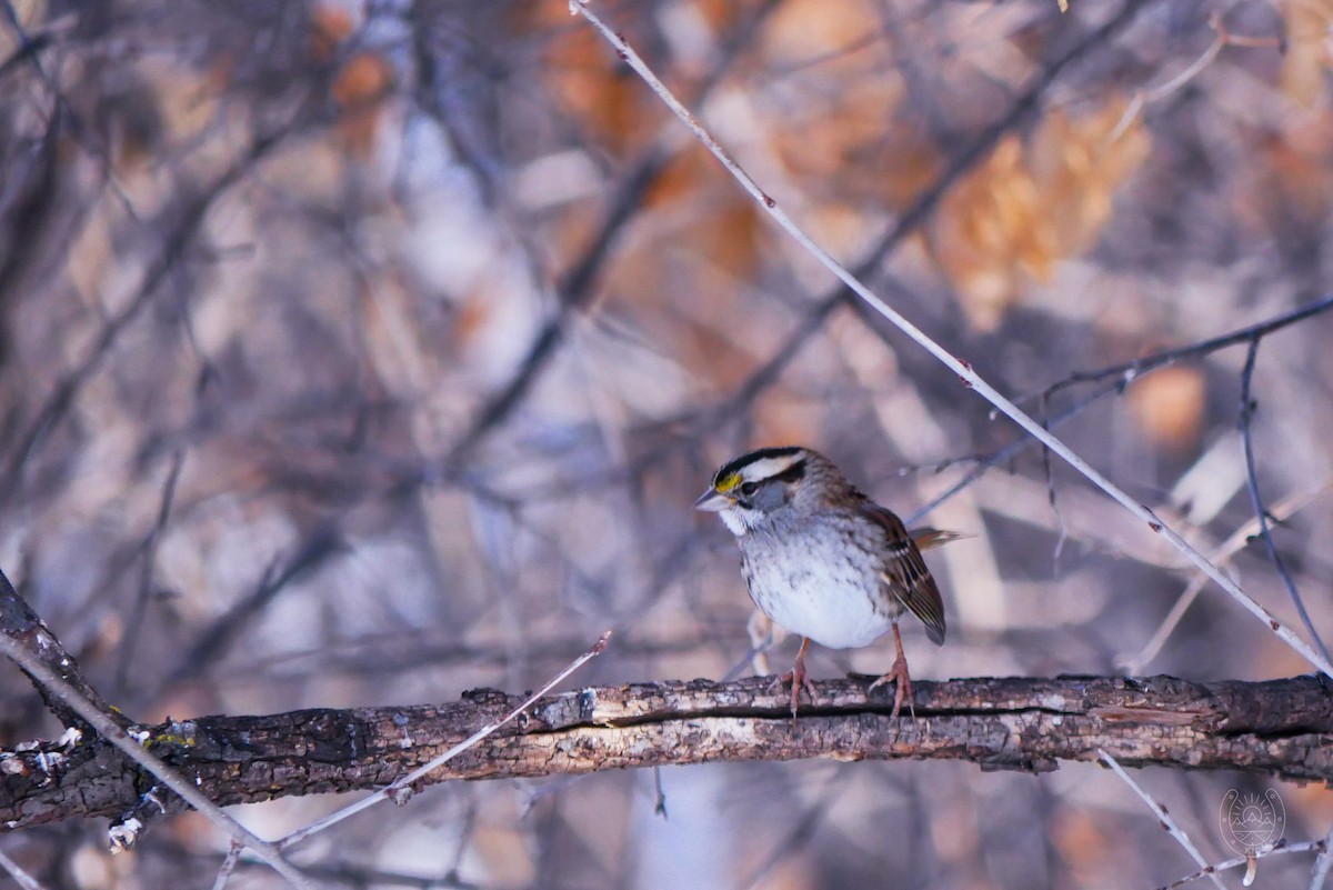 White-throated Sparrow - ML545287131