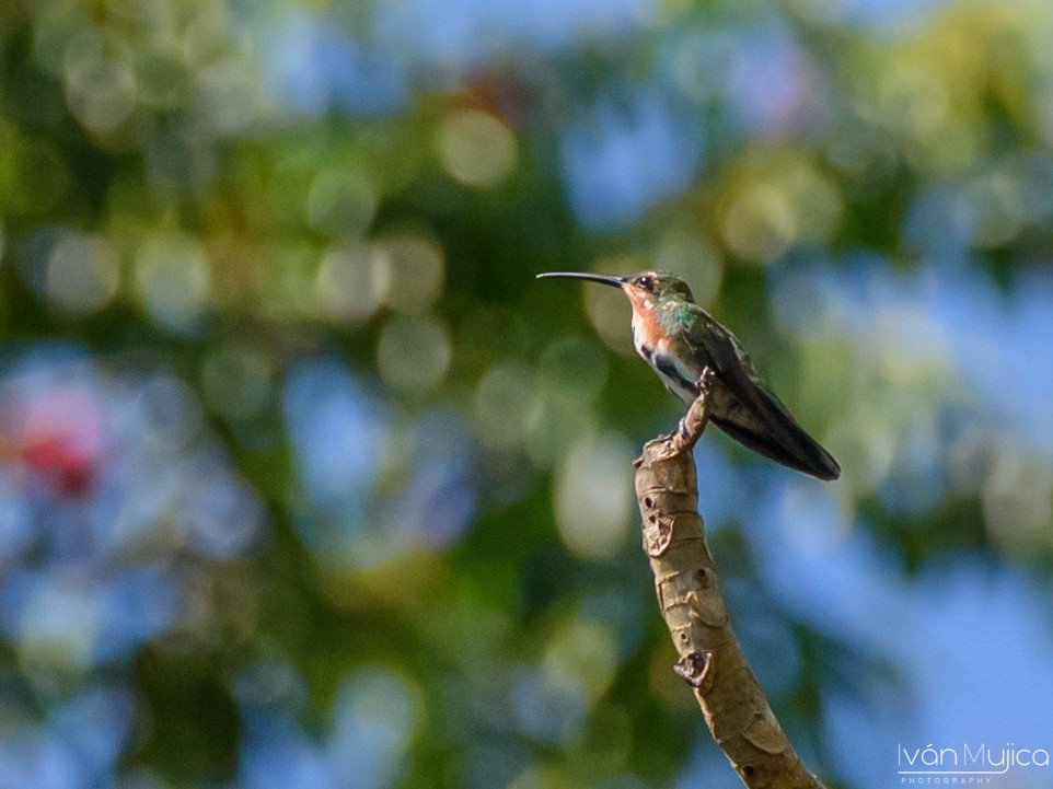 Green-breasted Mango - Ivan Mujica