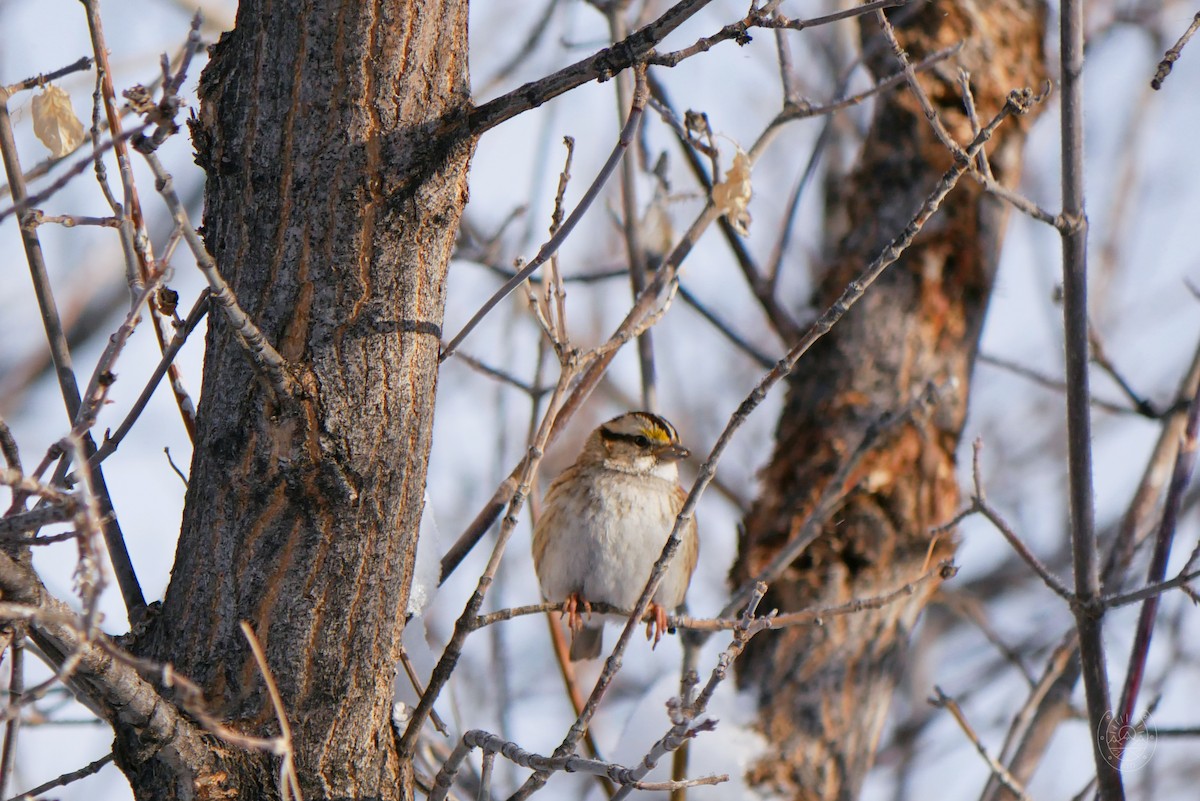 White-throated Sparrow - ML545287271