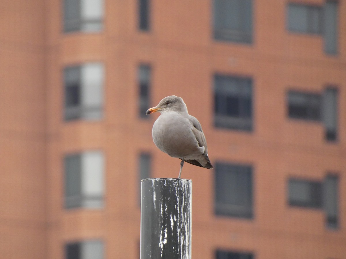 Heermann's Gull - ML545287281