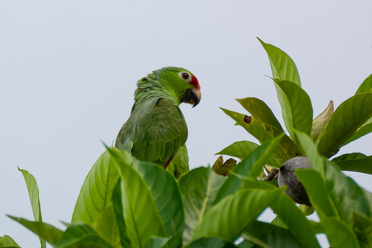 Red-lored Parrot - Don Danko