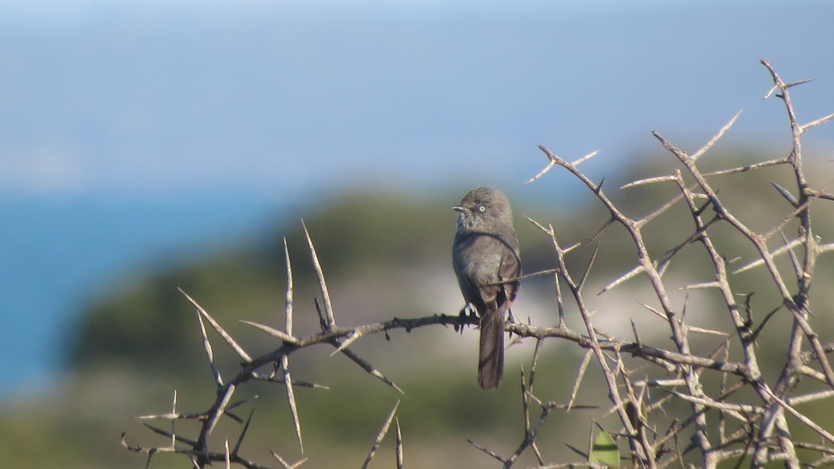 Chestnut-vented Warbler - ML545288541