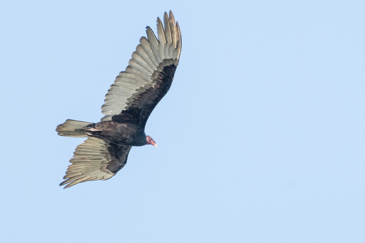 Turkey Vulture (Northern) - ML545289031