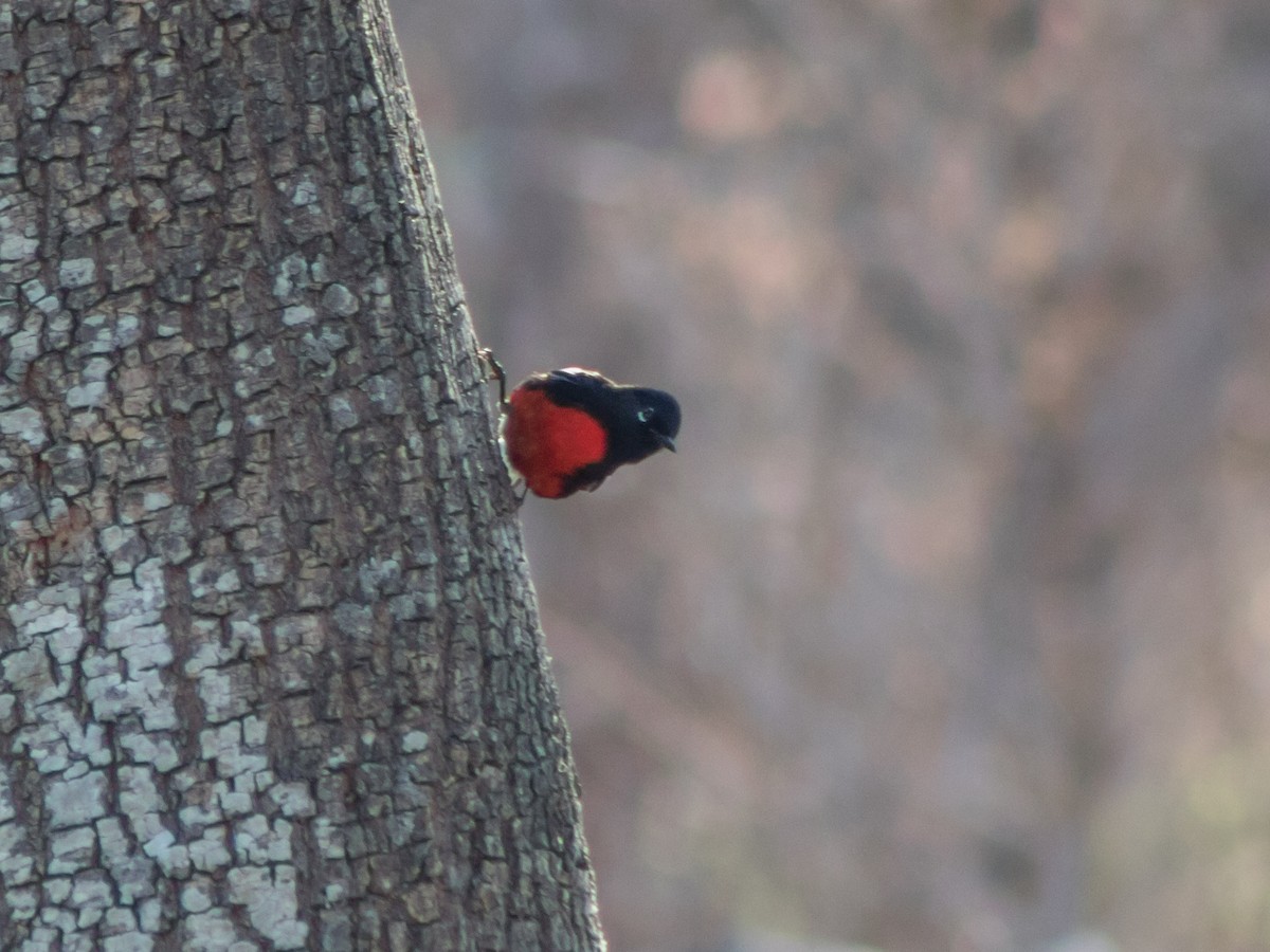 Painted Redstart - ML545289131