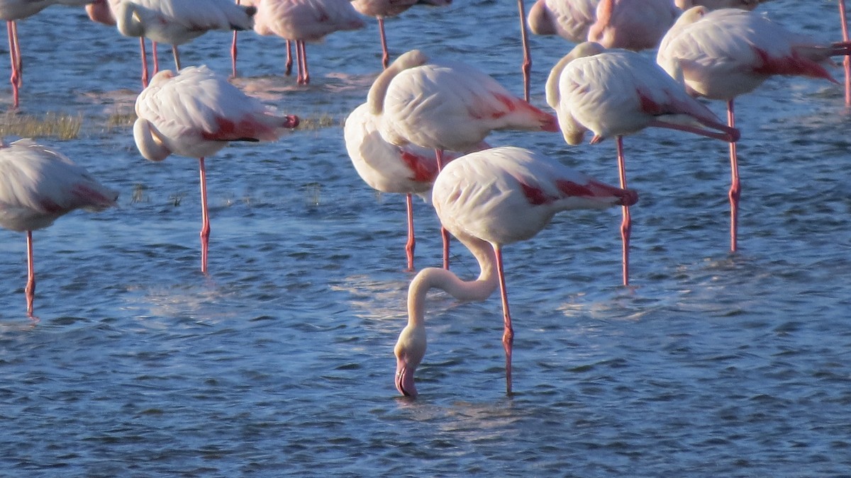 Greater Flamingo - ML545289731